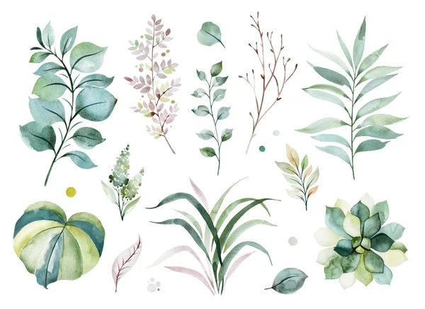 beautiful watercolor seamless pattern with succulent plants, fern leaves, branches isolated on white