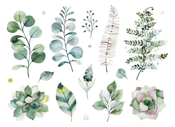 beautiful watercolor seamless pattern with succulent plants, fern leaves, branches isolated on white