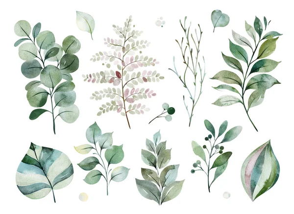 Krásná Akvarel Šťavnaté Rostliny Listy Kapradí Větve Izolované Bílém — Stock fotografie