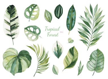 beyaz arka plan üzerinde izole yeşil tropikal yaprakları kümesi