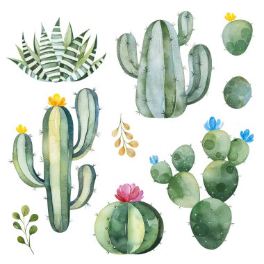 watercolor blooming cactuses isolated on white background clipart