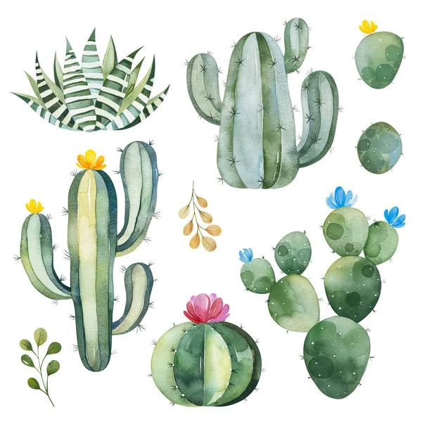 Watercolor Cactuses Mekar Terisolasi Latar Belakang Putih — Stok Foto