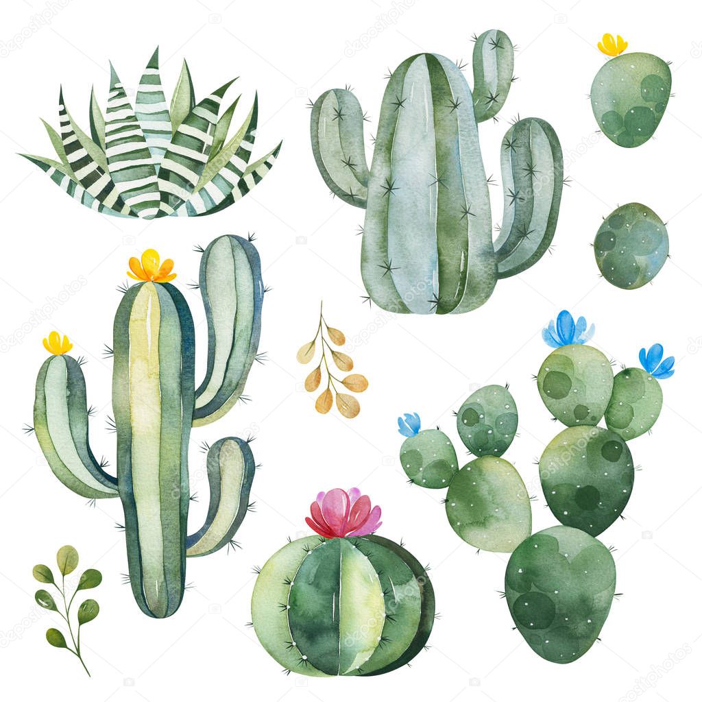 watercolor blooming cactuses isolated on white background