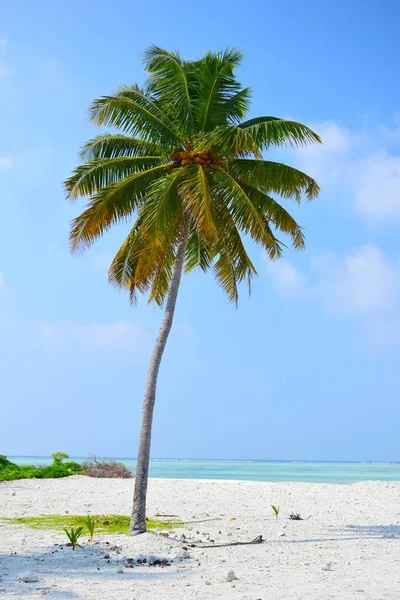 Palmera Playa Phillipines —  Fotos de Stock