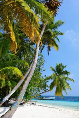 tropikal egzotik plajda palmiye ağaçları