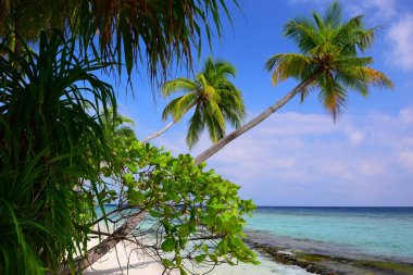 sahilde palmiye ağaçları üzerinde görünümü