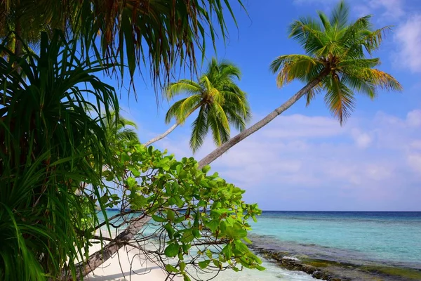 Vista Sobre Las Palmeras Playa — Foto de Stock