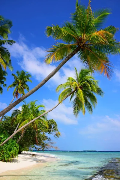 Bonita Vista Con Las Palmeras —  Fotos de Stock