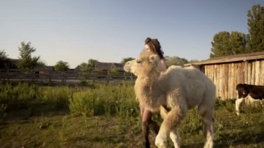 Kız bir deve ile etkileşime girer.