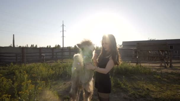 Girl interacts with a camel — Stock Video