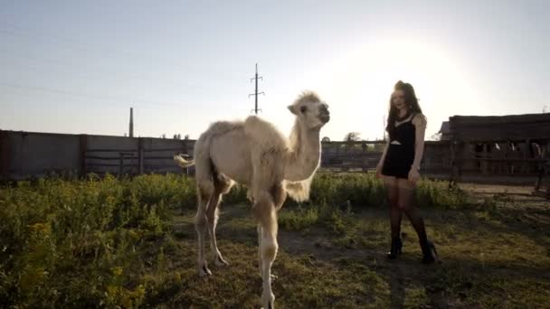 Fille interagit avec un chameau — Video