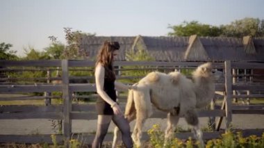 Kız bir deve ile etkileşime girer.