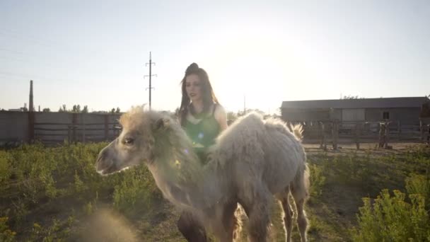 Chica interactúa con un camello — Vídeo de stock