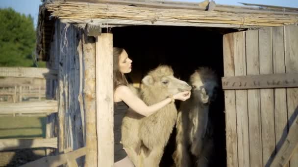 Mujer joven interactúa con los animales — Vídeo de stock