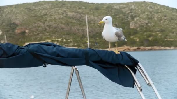 Interacción con la naturaleza. Gaviota come pan — Vídeo de stock