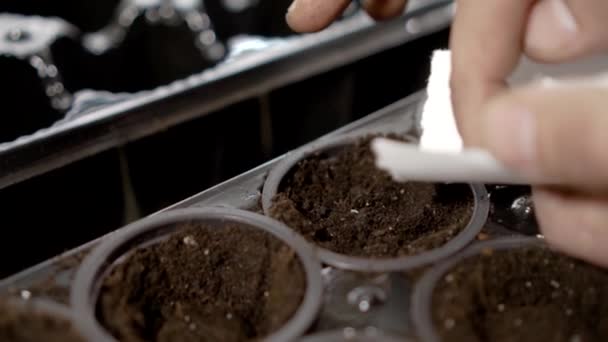 Hlávkový salát v hydroponie skleníku — Stock video