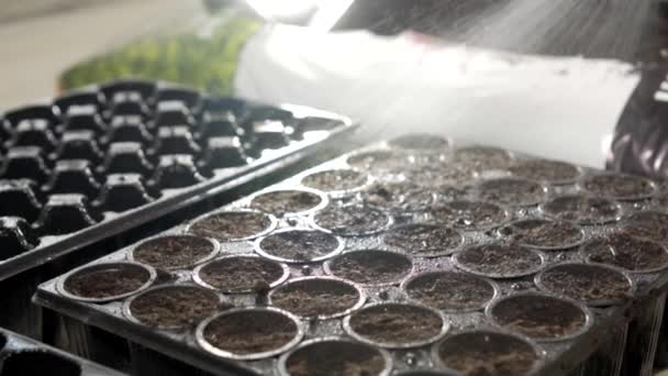 Niebla de riego de agua en la granja de plantación de vegetales hidropónicos . — Vídeos de Stock