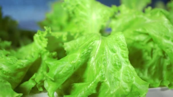 Sallad i växthus hydroponics — Stockvideo