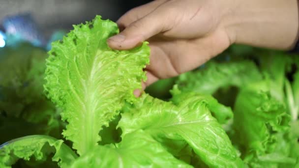 Салат в парниковой гидропонике — стоковое видео