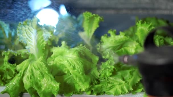 Vattning Sallat Växthus Hydroponics — Stockvideo