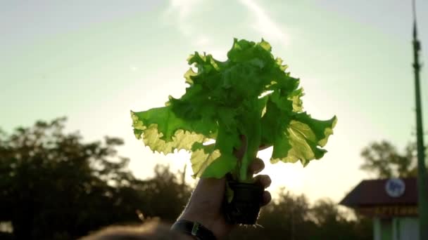Зеленый салат на фоне солнца гидропонно выращенный — стоковое видео