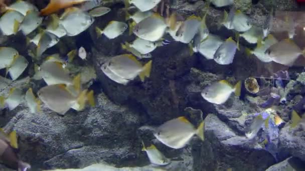 Recifes de Coral Tropical Coloridos. Imagem de um belo subaquático peixes coloridos e corais no recife tropical — Vídeo de Stock