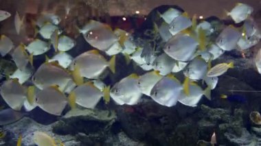 Renkli akvaryum, güzel papağan balık ocean mercan içinde yüzme