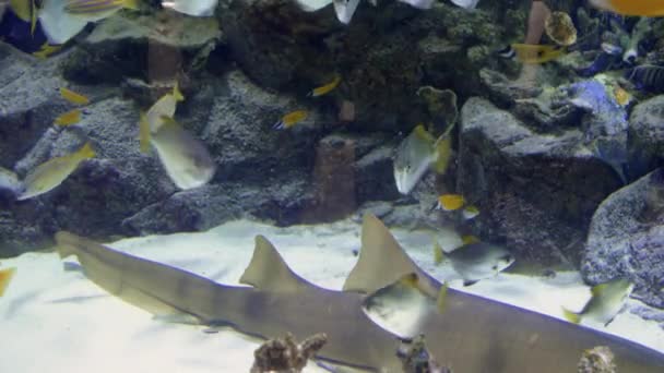 Kleurrijke aquarium, mooie papegaaivis zwemmen in de oceaan koralen — Stockvideo