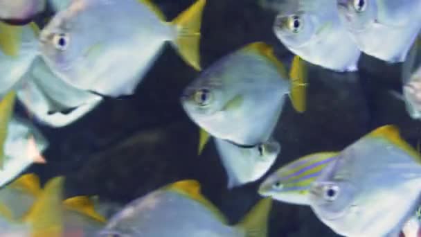 Tropische Fische Lebhaften Korallenriff Statische Unterwasserszene — Stockvideo