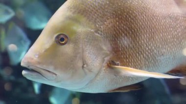 Renkli tropikal mercan resifleri. Güzel bir sualtı renkli balıkların resmini ve tropik resif mercan