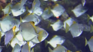 Renkli akvaryum, güzel papağan balık ocean mercan içinde yüzme