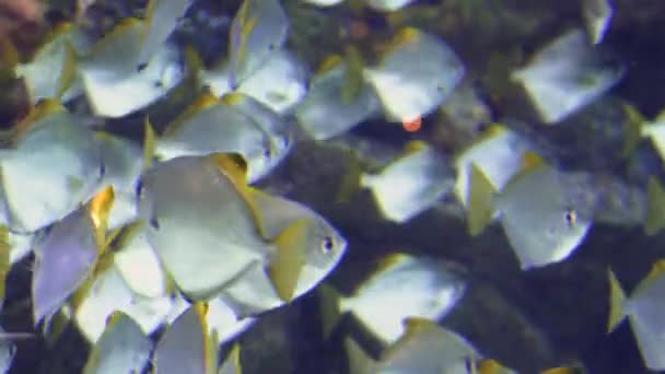 Acuario colorido, hermosos peces loro nadando en corales oceánicos — Vídeos de Stock