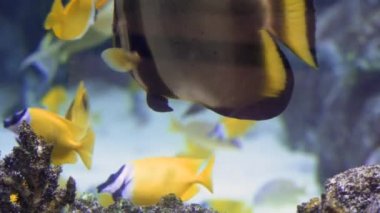 Renkli tropikal mercan resifleri. Güzel bir sualtı renkli balıkların resmini ve tropik resif mercan