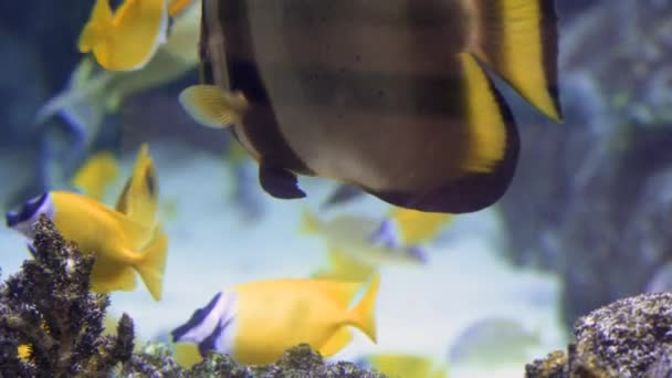 Recifes de Coral Tropical Coloridos. Imagem de um belo subaquático peixes coloridos e corais no recife tropical — Vídeo de Stock