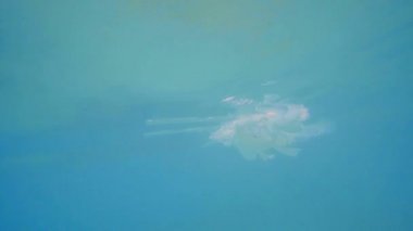 Okyanus çevre sorunu plastik kirliliği. Plastik bardak, torbalar, şişe ve payet denizde terk etti