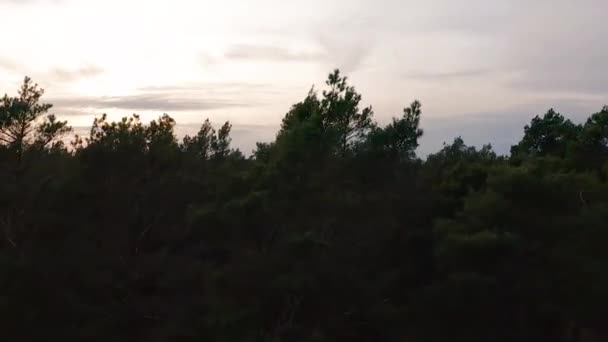 Vista aérea. Voando sobre as belas árvores ensolaradas da floresta . — Vídeo de Stock