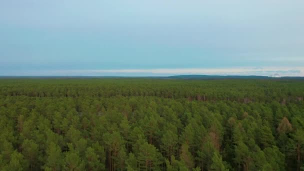 Вид з повітря. Політ над красивими сонячними лісовими деревами . — стокове відео