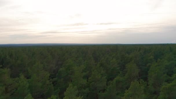 Vue Aérienne. Survoler les beaux arbres de la forêt ensoleillée .
