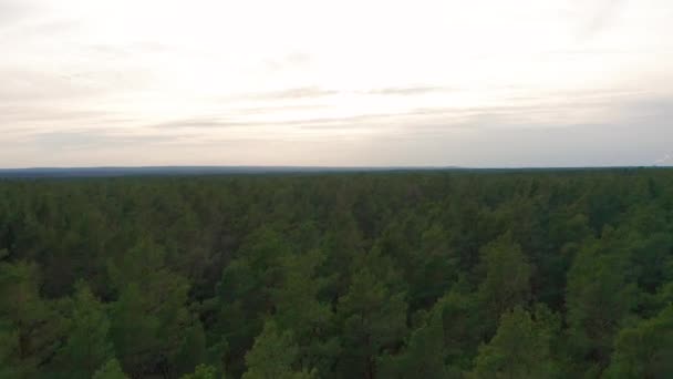 Vue Aérienne. Survoler les beaux arbres de la forêt ensoleillée . — Video