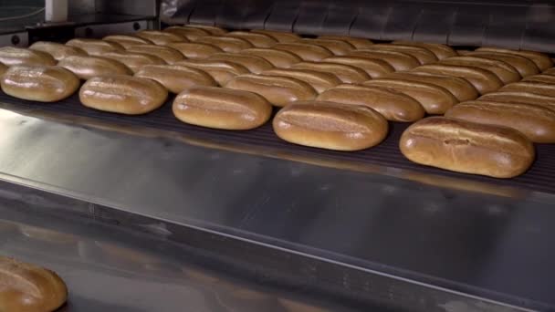 Brood op de productielijn in de bakkerij. Gebakken brood in de bakkerij, net uit de oven met een mooie gouden kleur. Brood bakkerij fabriek voedselproductie met verse producten. — Stockvideo