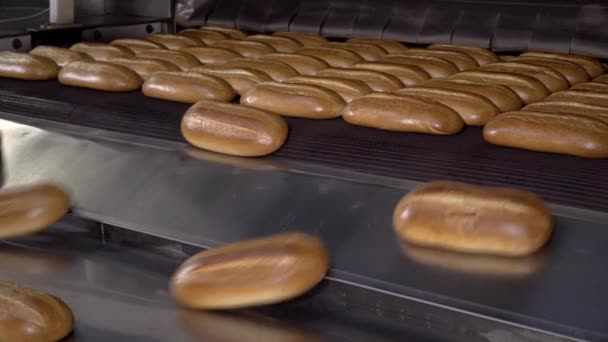 Bochenek chleba na linii produkcyjnej w piekarni. Upieczony bochenek chleba w piekarni, tylko z pieca z ładny złoty kolor. Chleb piekarnia żywności fabryki produkcji ze świeżych produktów. — Wideo stockowe