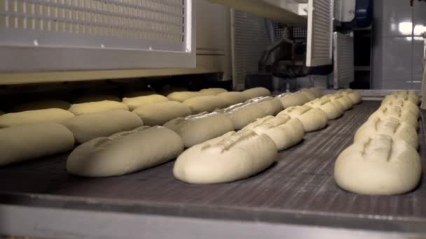 Haciendo una barra de pan en la panadería. Hoja de pan en la línea de producción en la industria de la panadería. Producción de la fábrica de pan. Transportador de fábrica de panadería. Producción automatizada de pan. Industria de panadería . — Vídeos de Stock