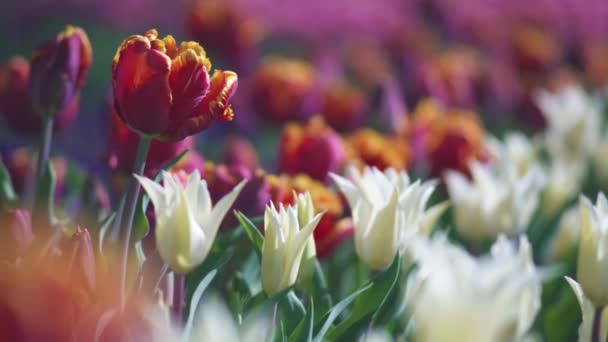 봄 정원에서 아름다운 다채로운 튤립 꽃이 피습니다. 봄에 는 장식 튤립 꽃 꽃. 자연의 아름다움과 생생한 색상 — 비디오