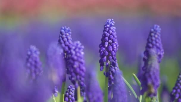 Úžasné fialové květy v Provence