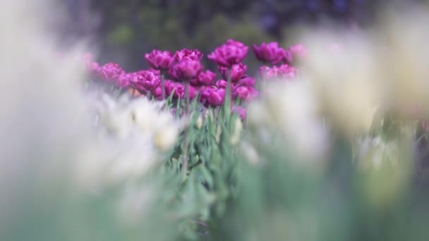 Mooie kleurrijke paarse tulpen bloemen bloeien in de lente tuin. Decoratieve Violet tulp in de lente. Schoonheid van de natuur. — Stockvideo