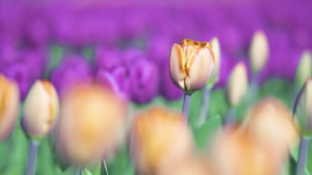 美しい色とりどりの紫色のチューリップの花が春の庭に咲きます。春の装飾的な紫色のチューリップ。自然の美しさ. — ストック動画