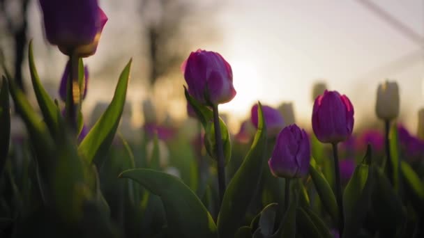 Niesamowite fioletowe tulipany kwitnące w pięknym parku w słoneczny wieczór. — Wideo stockowe