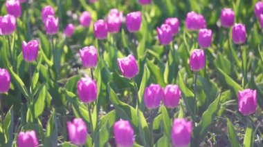 güzel renkli mor laleler çiçekler bahar bahçesinde çiçek. İlkbaharda dekoratif mor lale çiçeği çiçeği. Doğanın güzelliği. Canlı doğal renkler