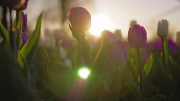 Tulipas roxas incríveis florescendo no belo parque à noite ensolarada . — Vídeo de Stock