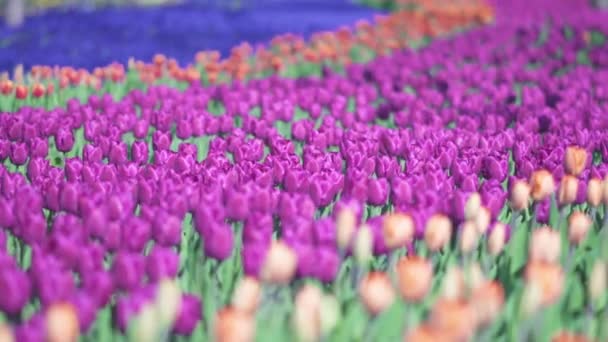 Vakre, fargerike lilla tulipanblomster blomstrer i vårhagen. Dekorativ fiolett tulipanblomst blomstrer om våren. Skjønnhet i naturen. – stockvideo